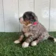 Fluffy puppy wearing a red collar sits on green grass in front of a white wooden fence, looking to the left.