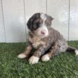 Fluffy tri-color puppy (brown, white, black) sitting on green grass with a pale wooden panel background, looking at the camera.
