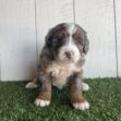 Cute fluffy puppy with brown, black, and white fur sitting on green grass in front of a white wooden fence backdrop.