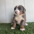 Cute fluffy puppy with brown, white, and black fur sitting on green grass in front of a light wooden background.