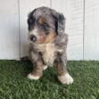 Cute fluffy puppy with gray, brown, and white fur sitting on green grass in front of a pale wooden fence with a blue-eyed gaze.