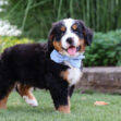 Playful Bernese Mountain Dog puppy walking toward the camera on a green lawn, wearing a light blue bandana.