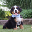 Bernese mountain dog puppy sitting on grass with a light blue scarf, tongue out in a garden setting