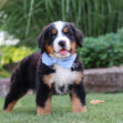 Bernese Mountain Dog puppy standing on green grass with a light blue bandana around its neck, looking at the camera.