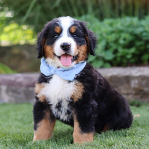 Bernese Mt Dog
