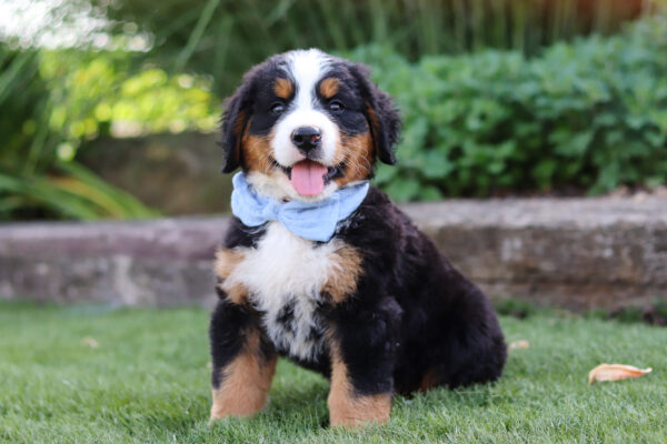 Bernese Mt Dog
