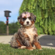 Fluffy puppy wearing a pink bow sits on grass outdoors with a green hedge in the background (birdhouse blurred to the left).
