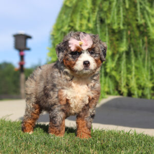 Cute fluffy puppy wearing a pale pink bow on its head, standing on green grass outdoors on a sunny day.