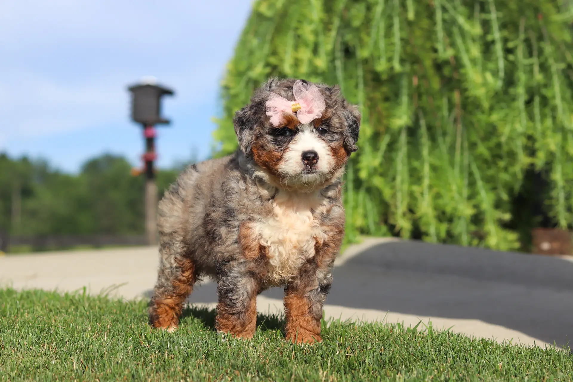 Cute fluffy puppy wearing a pale pink bow on its head, standing on green grass outdoors on a sunny day.