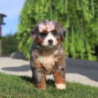 Young fluffy puppy with a pink bow on its head standing on Grass, outdoors, sunlight on a blurred background.