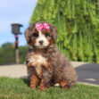 Cute Brown and white puppy with a pink bow on its head sitting on grass outdoors, looking at the camera.