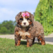 Puppy with a pink bow on its head standing on a grassy lawn outdoors.