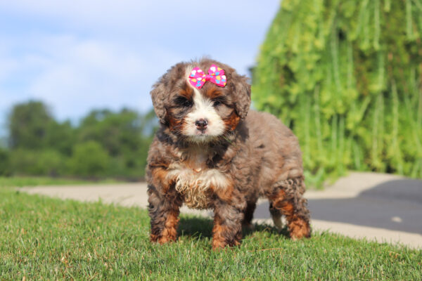 Puppy with a pink bow on its head standing on a grassy lawn outdoors.