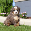 Young fluffy brown and white puppy sitting on green lawn with pink flowers in blurred background outside
