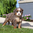 Fluffy brown and white puppy standing on grass outdoors with pink flowers and a gray wall in the background.