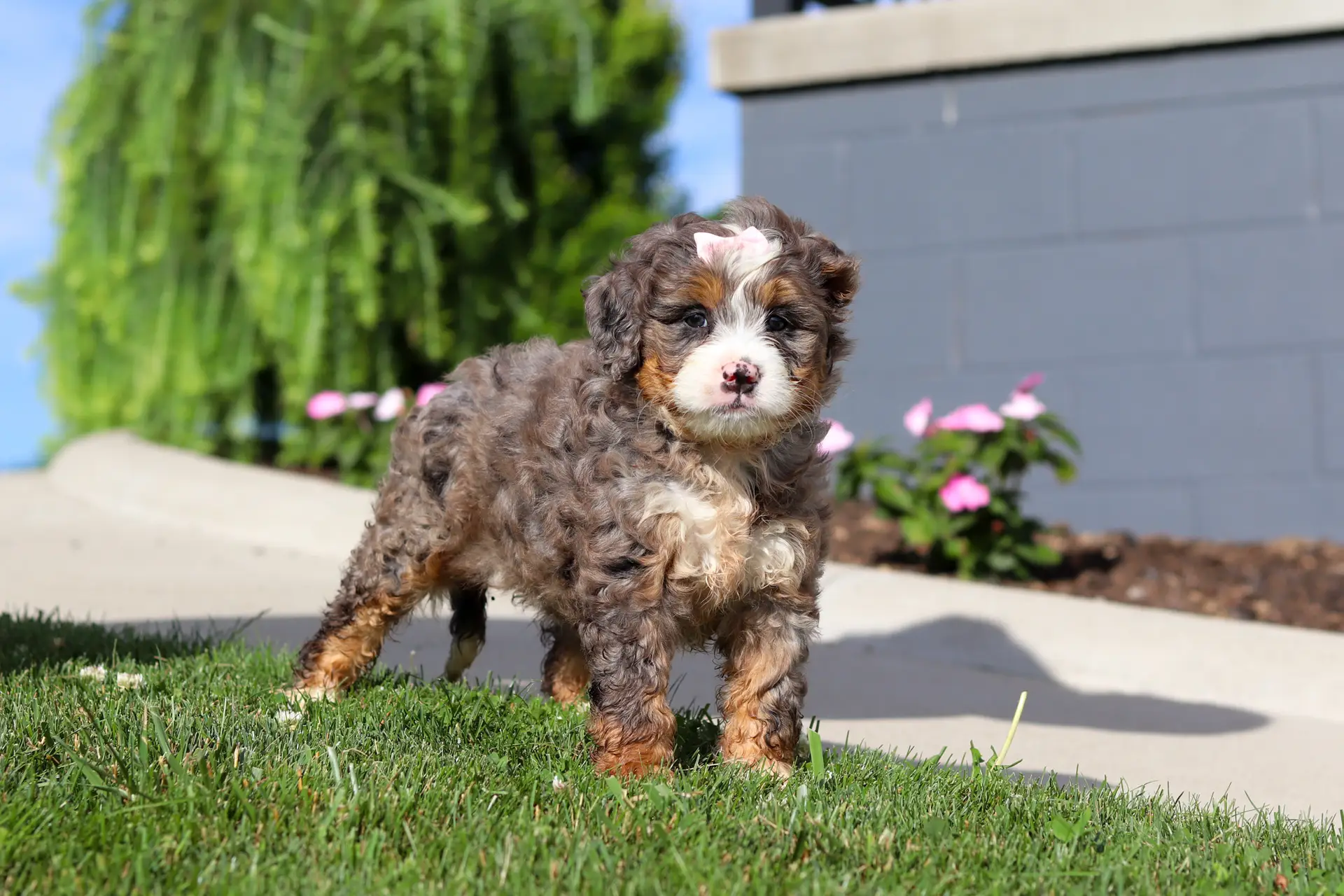 Fluffy brown and white puppy standing on grass outdoors with pink flowers and a gray wall in the background.