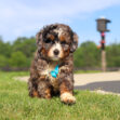 Curious fluffy tri-color puppy with a blue bow running toward the camera on a sunlit grassy field.
