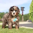 Fluffy brown and white puppy with a blue bow standing on green grass outdoors on a sunny day