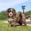 Fluffy tri-color puppy with a blue ribbon around its neck standing on a sunny grassy field, looking at the camera.