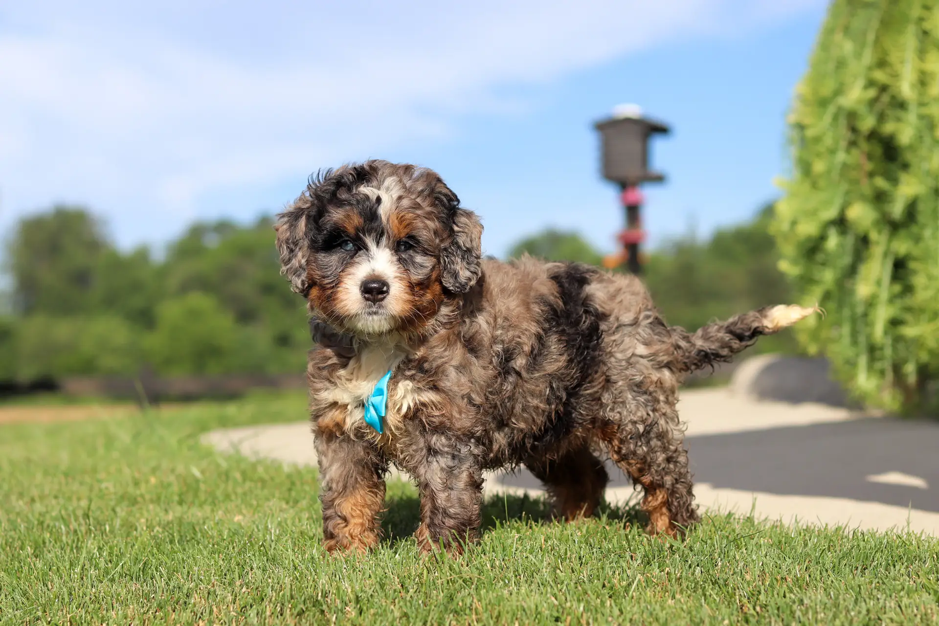 Fluffy tri-color puppy with a blue ribbon around its neck standing on a sunny grassy field, looking at the camera.