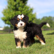 Tri-color Bernedoodle puppy with a pink bow on its head runs across a sunny grassy field in a park setting.