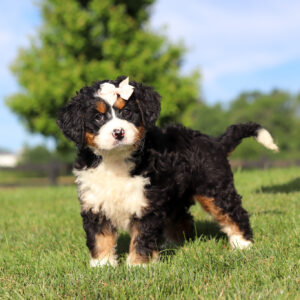 Tri-color Bernedoodle puppy with a pink bow on its head runs across a sunny grassy field in a park setting.
