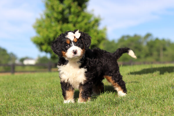 Tri-color Bernedoodle puppy with a pink bow on its head runs across a sunny grassy field in a park setting.