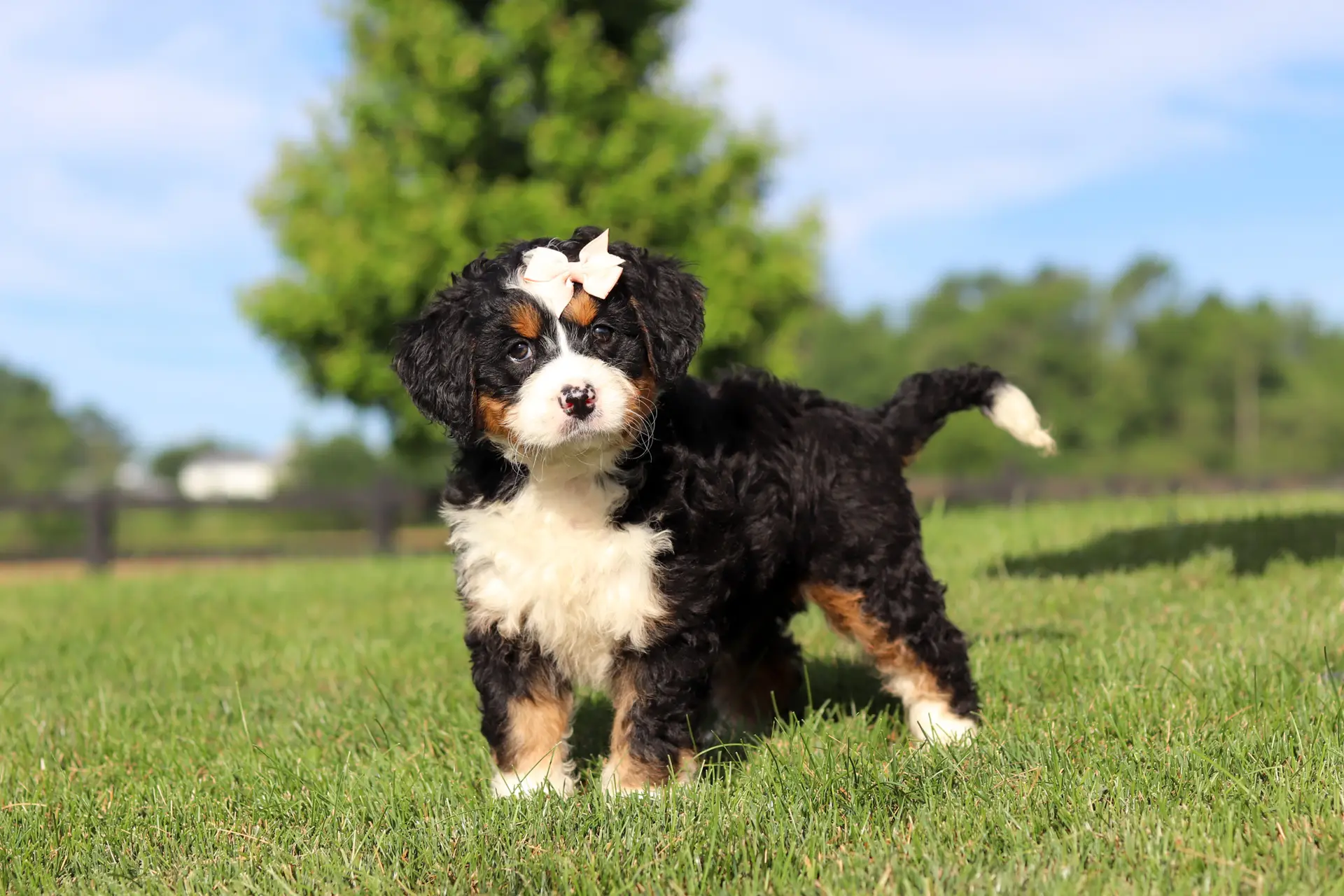 Tri-color Bernedoodle puppy with a pink bow on its head runs across a sunny grassy field in a park setting.