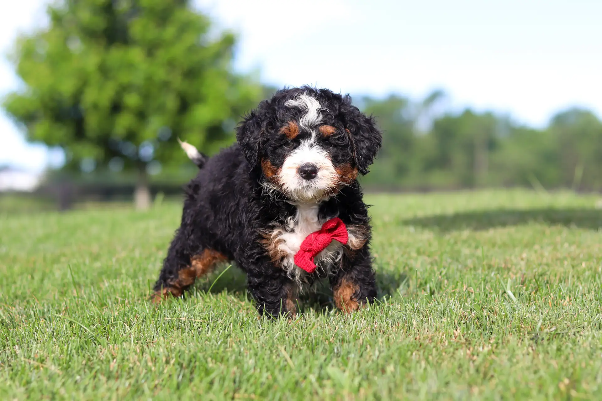 Fluffy black, white, and tan puppy wearing a red bow in a sunny grassy field.