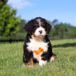 Cute tri-color puppy (black, white, tan) wearing an orange bow sits on green grass in a sunny park. Panoramic background with trees and blue sky.