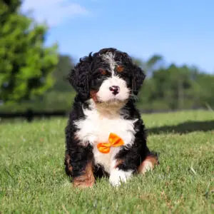 Cute tri-color puppy (black, white, tan) wearing an orange bow sits on green grass in a sunny park. Panoramic background with trees and blue sky.