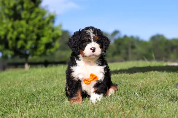 Cute tri-color puppy (black, white, tan) wearing an orange bow sits on green grass in a sunny park. Panoramic background with trees and blue sky.