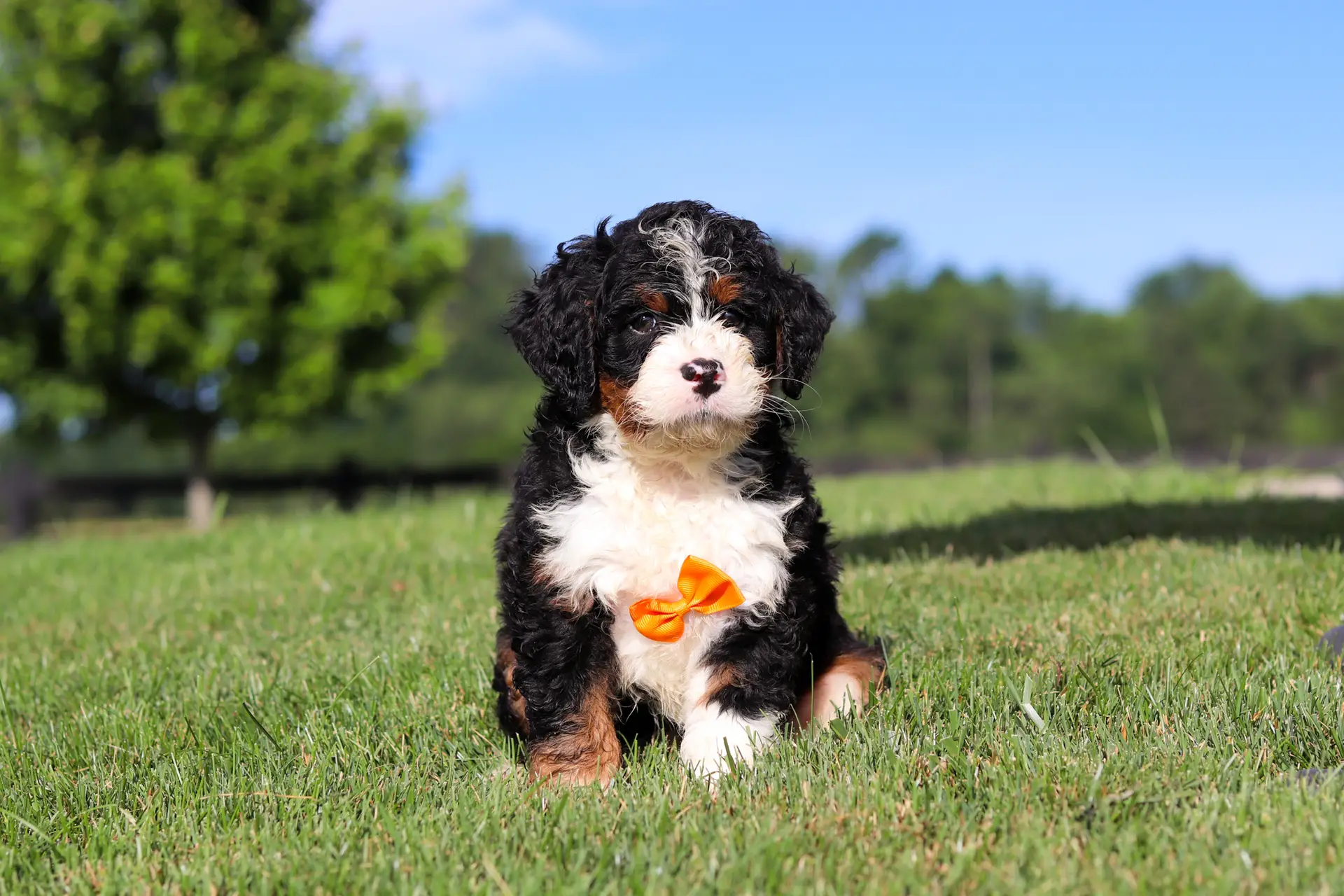 Cute tri-color puppy (black, white, tan) wearing an orange bow sits on green grass in a sunny park. Panoramic background with trees and blue sky.