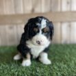 Young black, white, and tan puppy sitting on green grass with a wooden fence behind it.