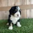 Cute tricolor puppy (black, white, and tan) sitting on green grass with a blurred wooden fence in the background.
