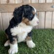 Side profile of a tricolor Bernedoodle puppy sitting on green grass with a wooden fence behind it