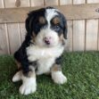 Cute tri-colored puppy (black, white, brown) sitting on green grass with a wooden fence behind, facing the camera.
