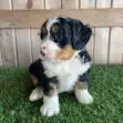 Tri-color puppy (black, white, brown) sitting on green grass with a wooden fence in the background, looking to the left.