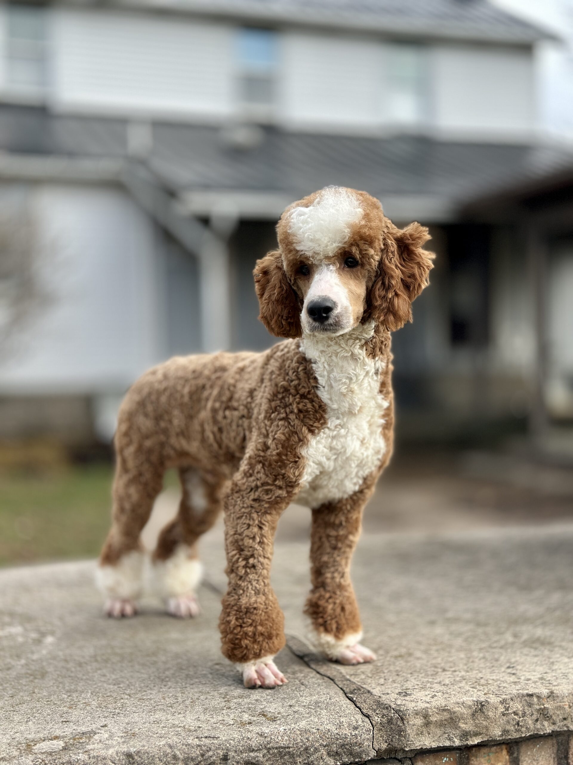 Brown and white poodle standing on a concrete curb outdoors, facing the camera.