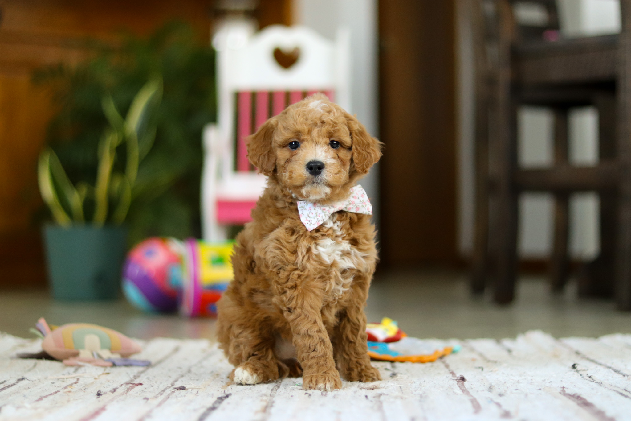 Curly brown puppy wearing a floral bow tie sits on a rug indoors, with toys in the background.