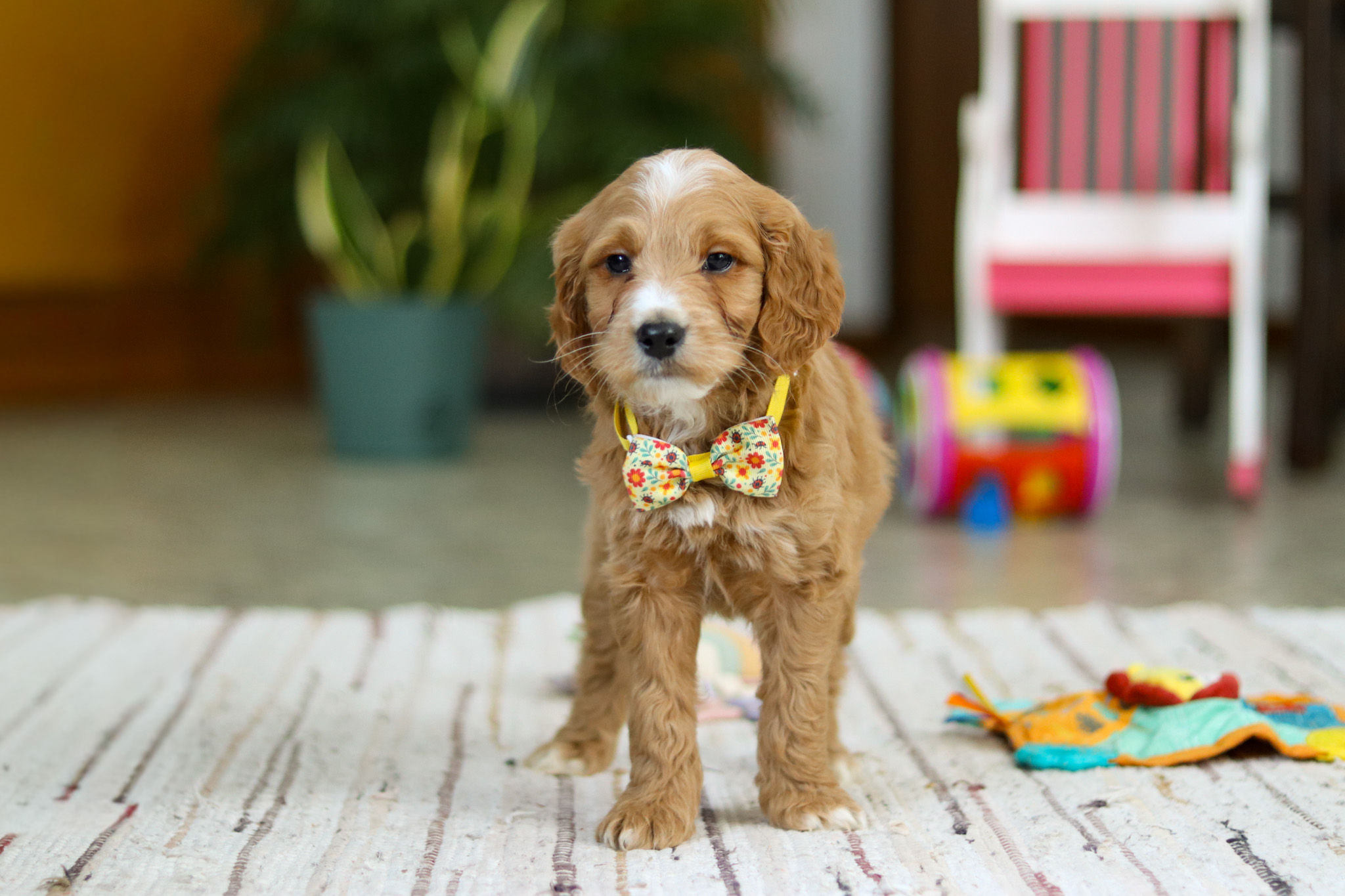 Young golden-brown puppy with a floral bow tie sitting on a striped rug indoors, looking at the camera.