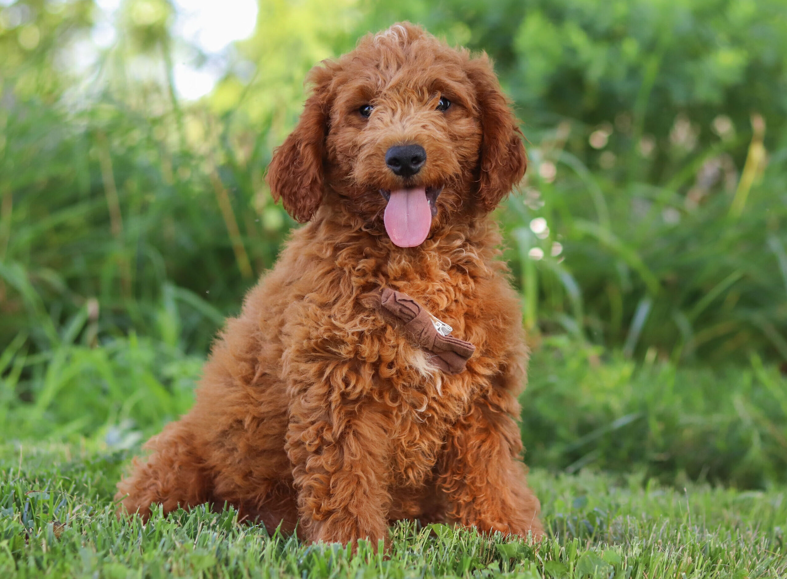 A brown curly-coated dog sitting on grass outdoors with tongue hanging out, looking at the camera, wearing a brown bandana collar.