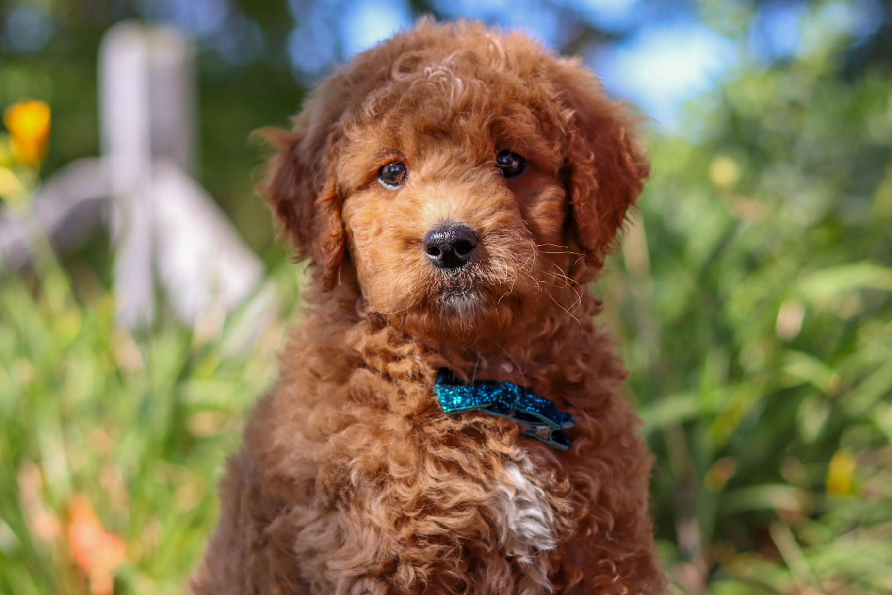 Close-up of a brown curly-coated puppy with a blue bow tie outdoors in a sunny garden environment.