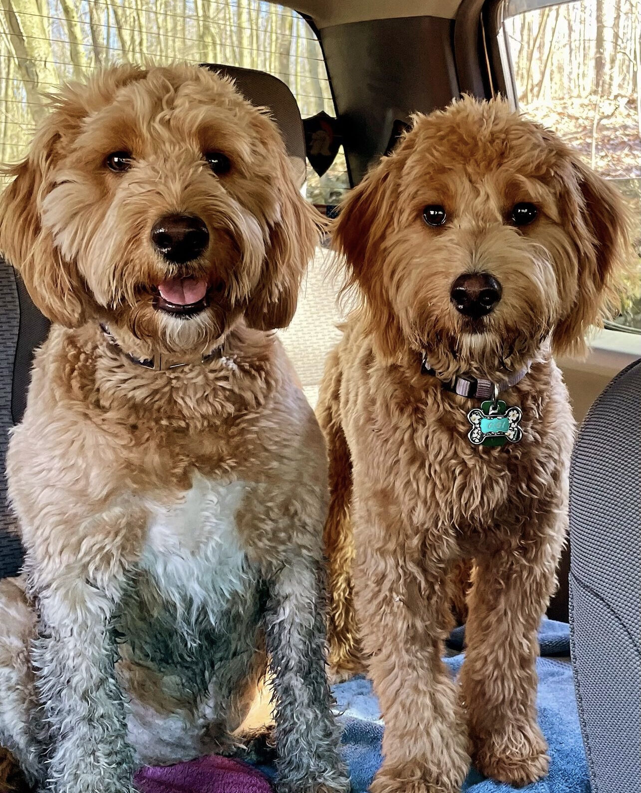Two fluffy brown dogs sit in the car's back seat, facing the camera; one has a bone-shaped tag on its collar.