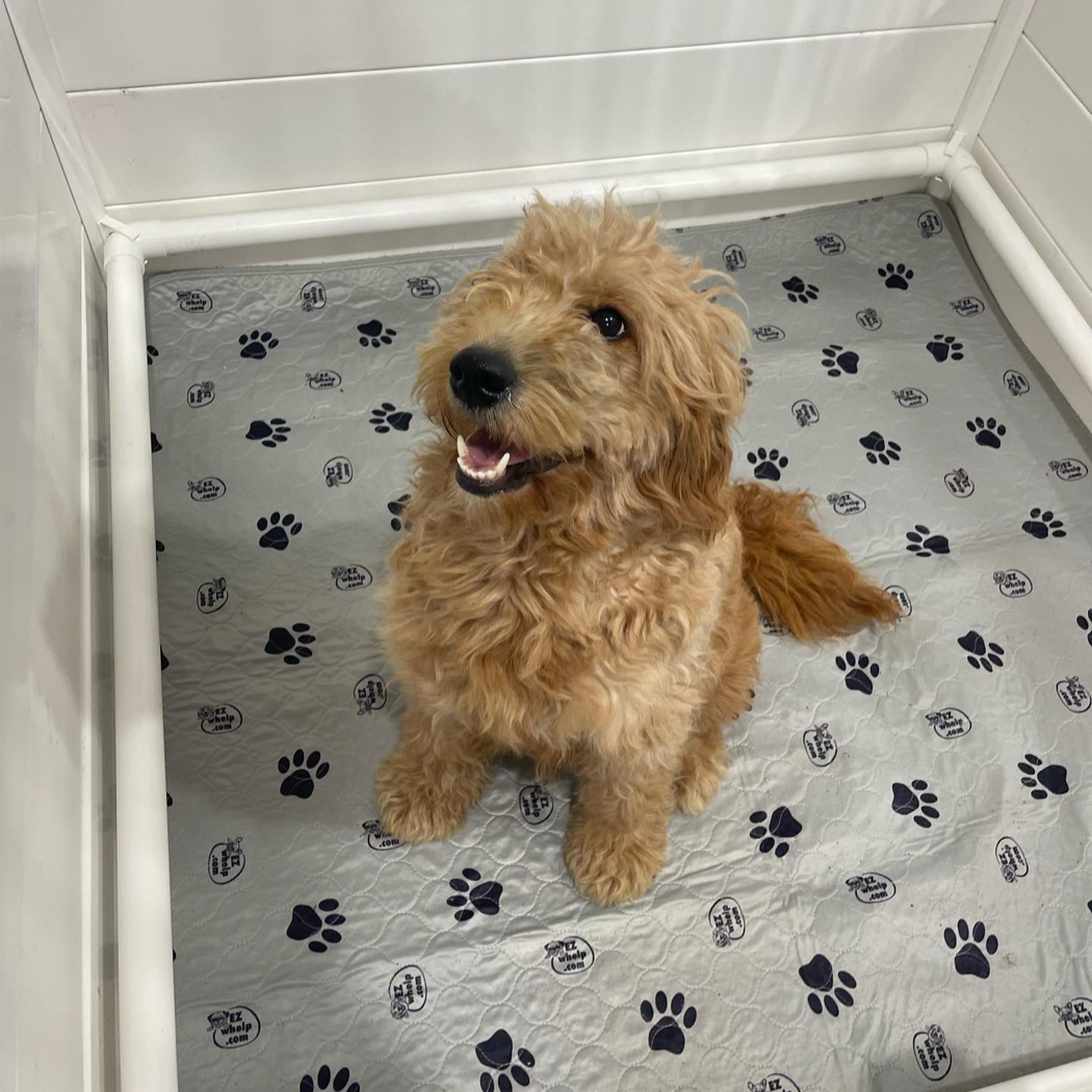 Goldendoodle puppy sitting inside a white-walled enclosure on a paw-print mat, looking up with a friendly expression.