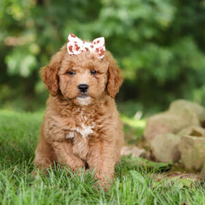 Brown curly-haired puppy wearing a pink bow sits on green grass in a garden or park setting.