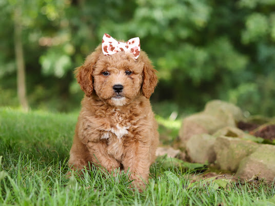 Brown curly-haired puppy wearing a pink bow sits on green grass in a garden or park setting.