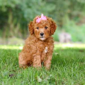Young brown puppy with a pink bow sitting on green grass in a park setting.