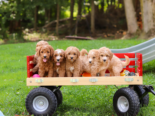 Five fluffy golden-colored puppies sitting in a red-and-wood wagon on a grassy lawn, with a slide visible in the background, looking at the camera.