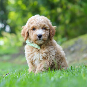 Curious fluffy light-brown puppy sitting on green grass in a park, wearing a light green collar.